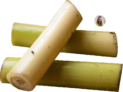 நோயின்றி வாழ வழி செய்திடும் வாழைத்தண்டு ஜூஸ்